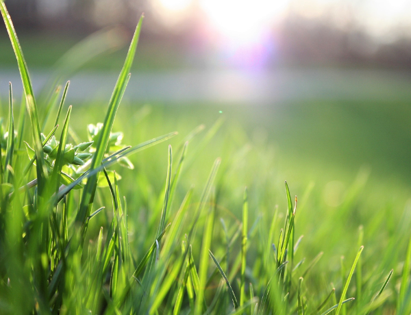 palatine lawn glastonbury ct lawn care landscaper lawnmower grass seeding aeration insect control